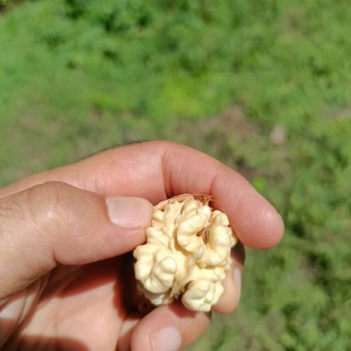 Organic Walnuts
