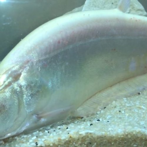 Albino Clown Knife Fish