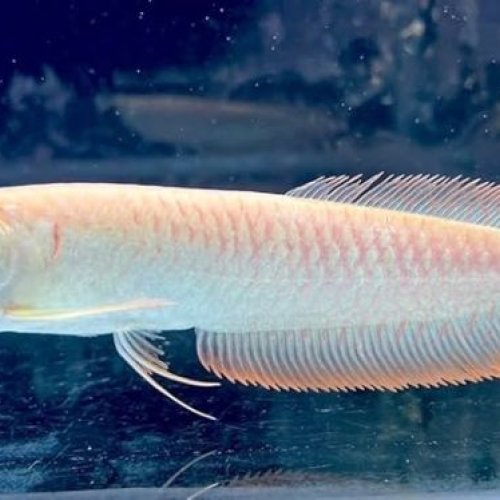 Albino Silver Arowana Fish