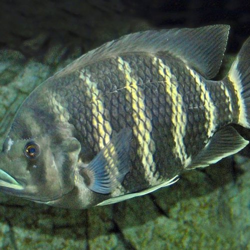 Butikoferi Fish