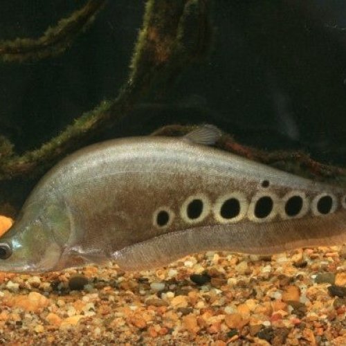 Clown Knife Fish