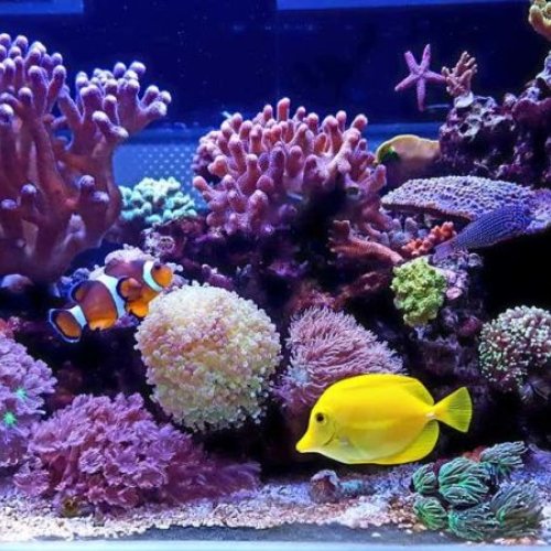 Customized Artificial Corals Fish Tank