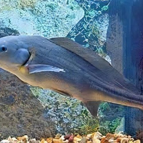 Fresh Water Dolphin Fish