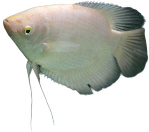Giant Gourami Fish