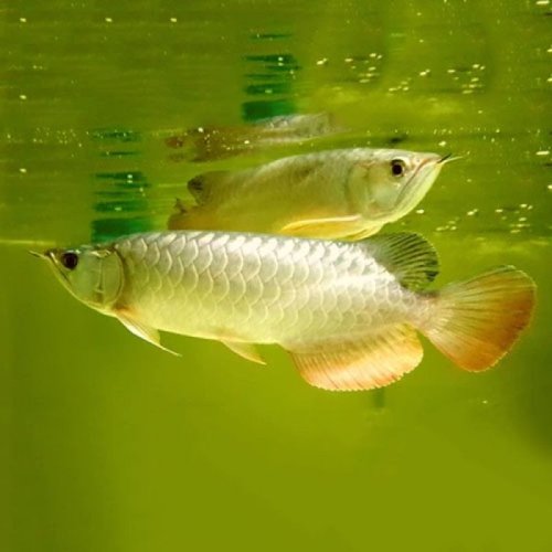 High Back Golden Arowana Fish