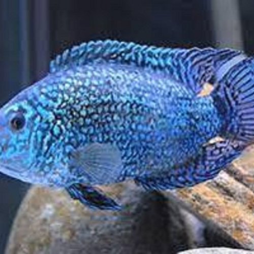 Jackdemsey Electric Blue Fish
