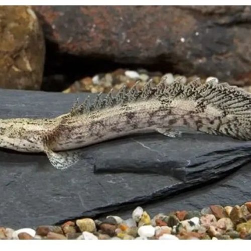 Leopard Senegal Fish