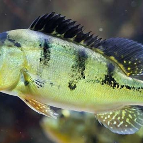 Peacock Bass Fish