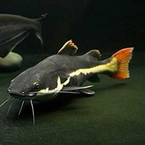 Red Tail Catfish
