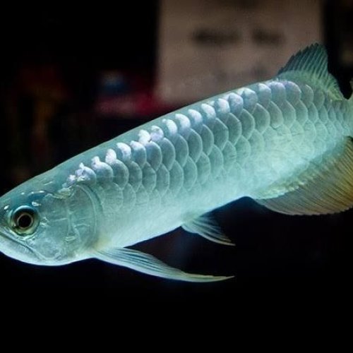 Silver Arowana Fish