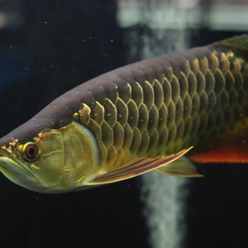 Super Highback Arowana Fish
