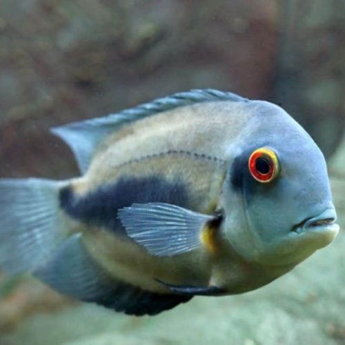 Uaru Cichlid Fish