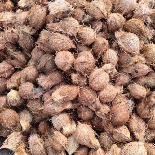 A Grade Whole Fully Husk Coconut