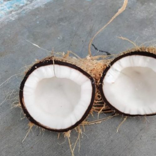 Semi Husked Coconut