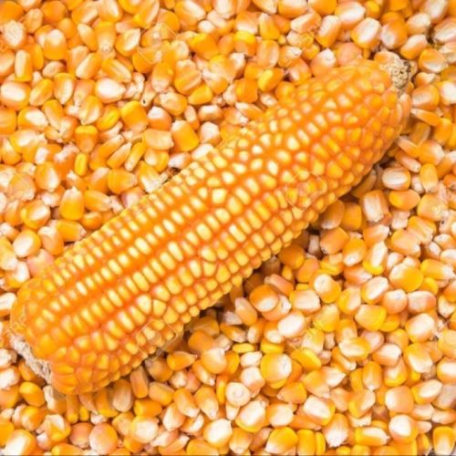 Yellow Maize