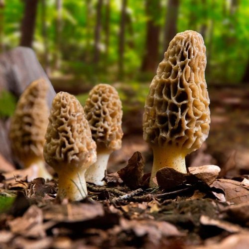 Kashmiri Morel Mushroom