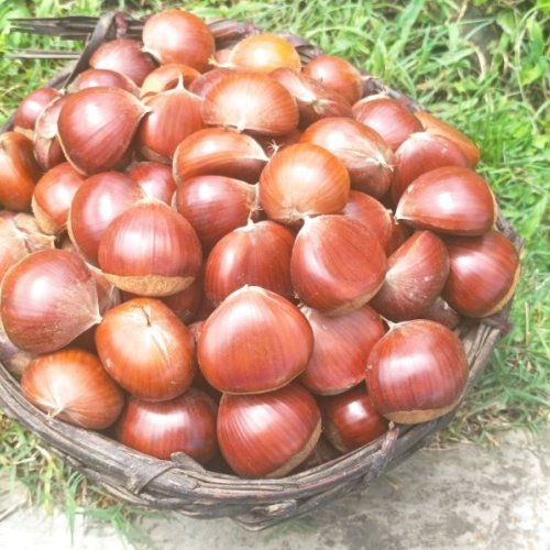 Dry Chestnuts