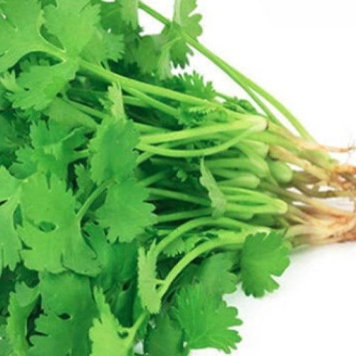 Coriander Leaves