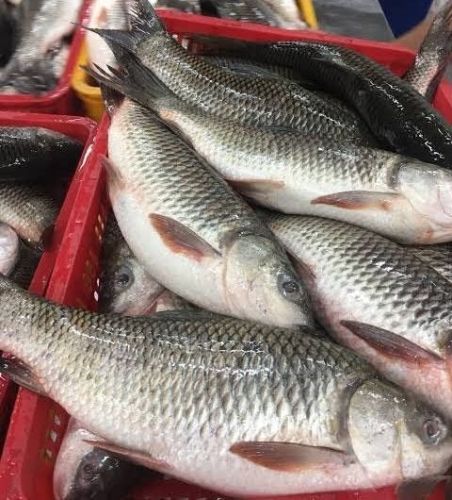 Rohu Fish