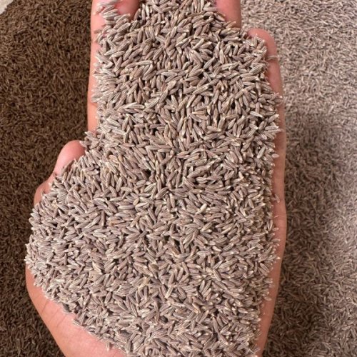 Extra Bold Cumin Seeds