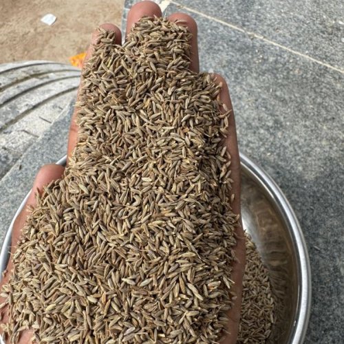 Cumin Seeds