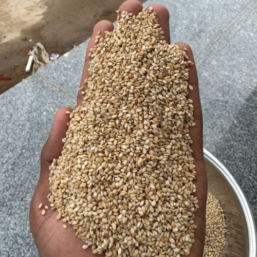 Premium Quality Sesame Seeds