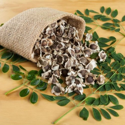 Moringa Seeds