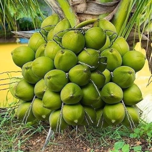 Tender Green Coconut