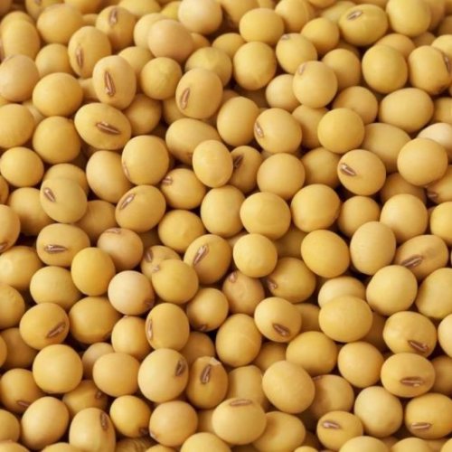 Yellow Whole Soybeans