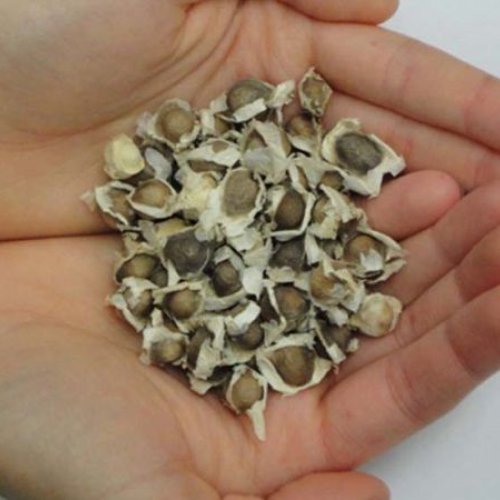 Dried Brown Moringa Seeds