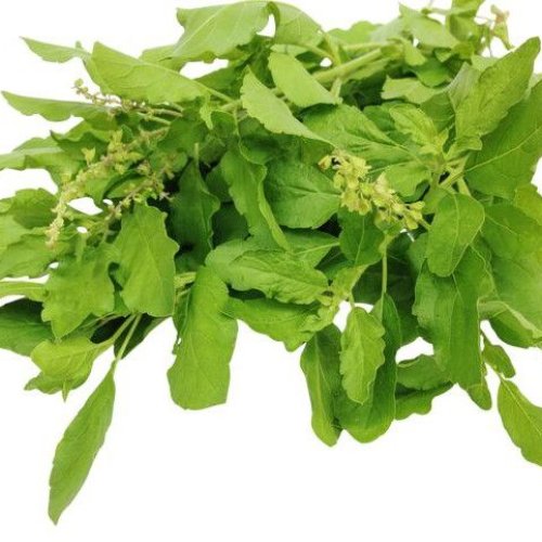Pure Dried Tulsi Leaf