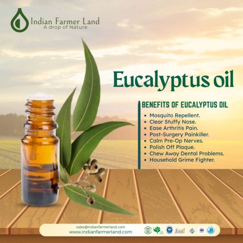 Eucalyptus Oil