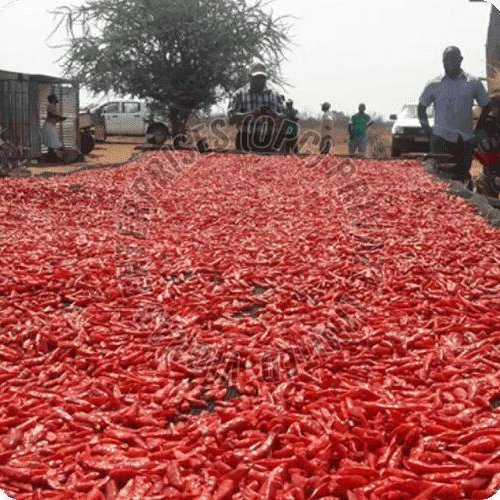 Organic Guntur Dry Red Chilli