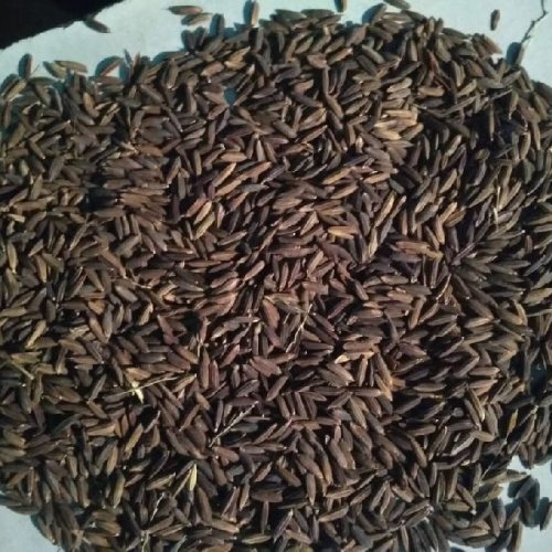 Hybrid Black Paddy Seeds