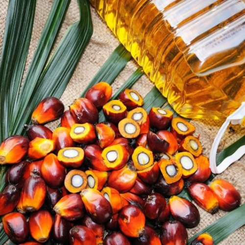 Refined Palm Oil