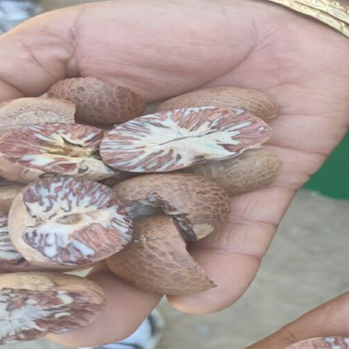 Organic Betel Nuts