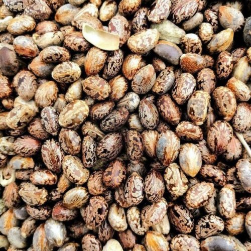 Castor Seeds