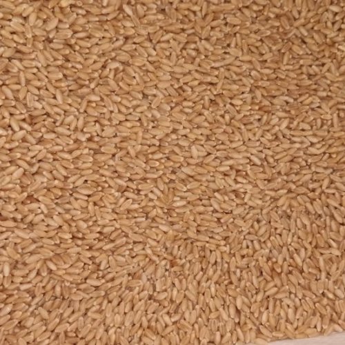 Wheat