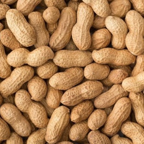 Groundnut