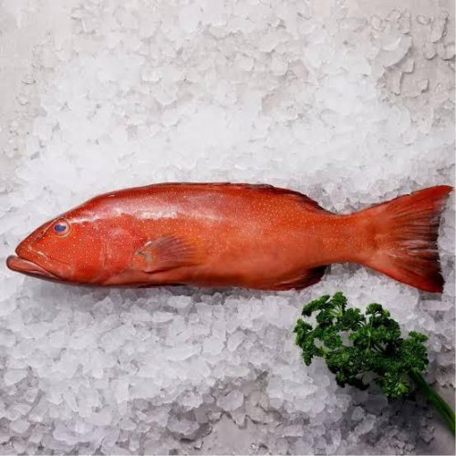 Fresh Coral Trout Fish