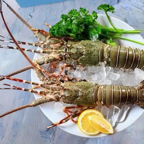 Fresh Green Whole Lobster