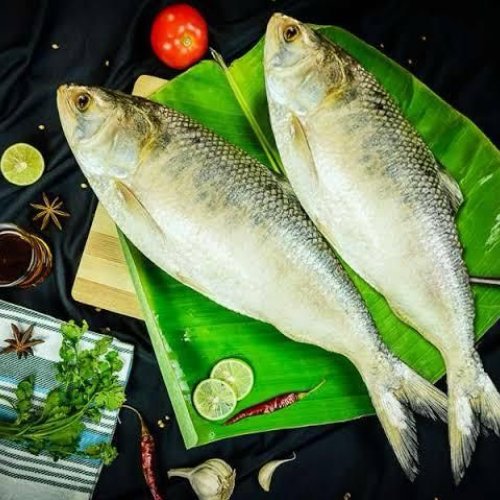 Fresh Hilsa Fish