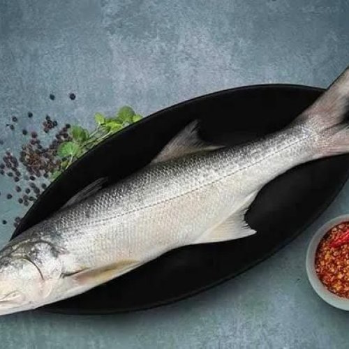 Fresh Indian Salmon Fish