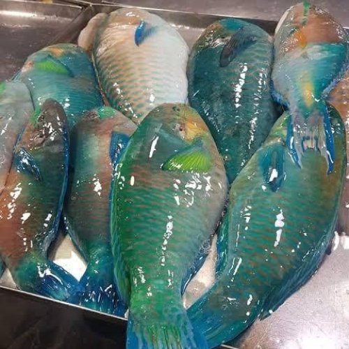 Fresh Parrot Fish