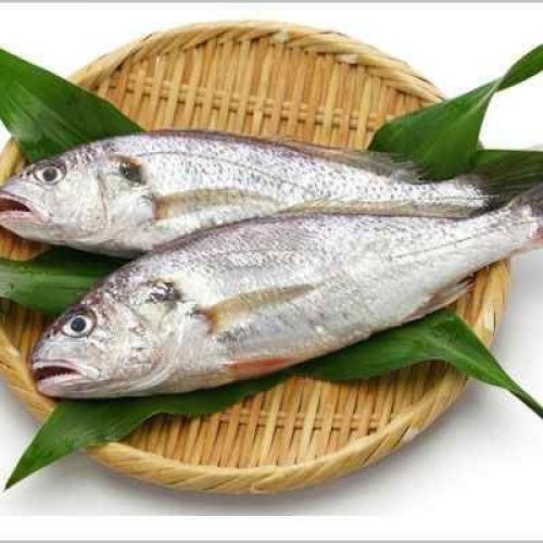 Fresh Silver Croaker Fish