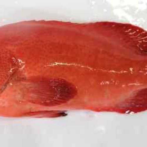 Fresh Tomato Grouper Fish