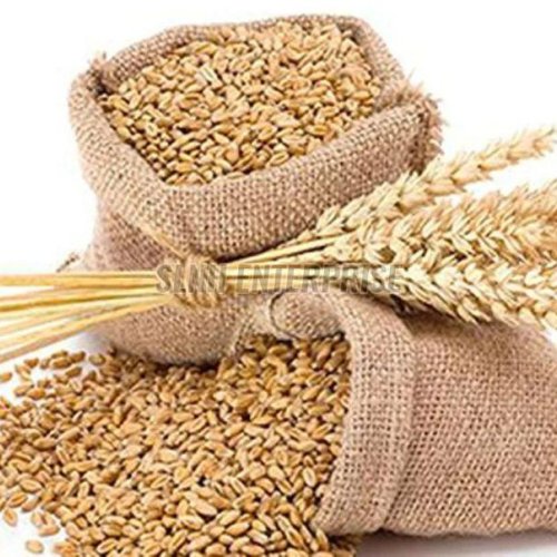 Dried Wheat Seeds