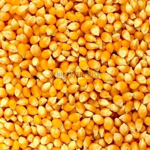 Dried Yellow Corn