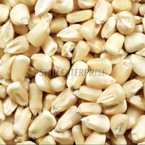 Natural White Maize Seed