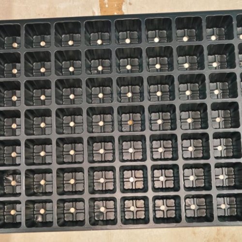 Plastic 70 Cavity Square Seedling Tray